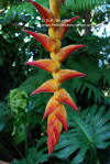 Heliconia regalis 'Barnum and Bailey'